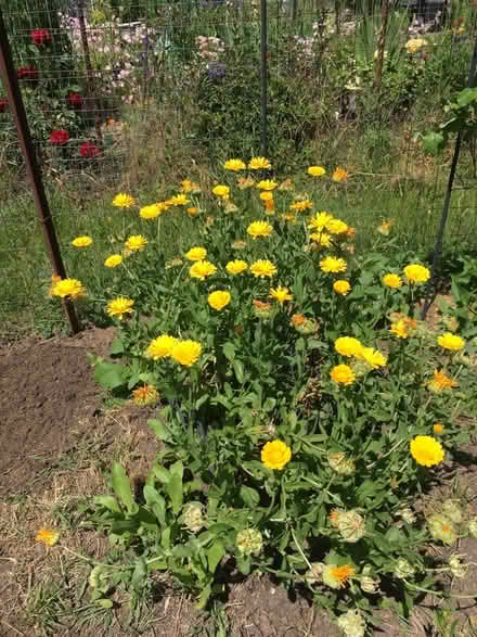 Photo of free calendula plants (Homestead Area Walnut Creek) #2
