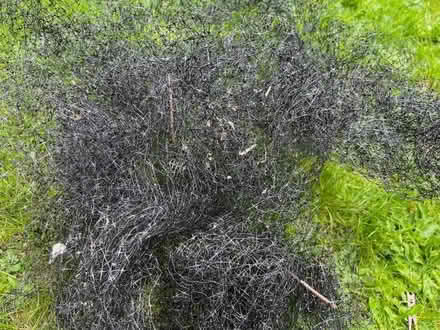 Photo of free Garden netting (Headington OX3) #1