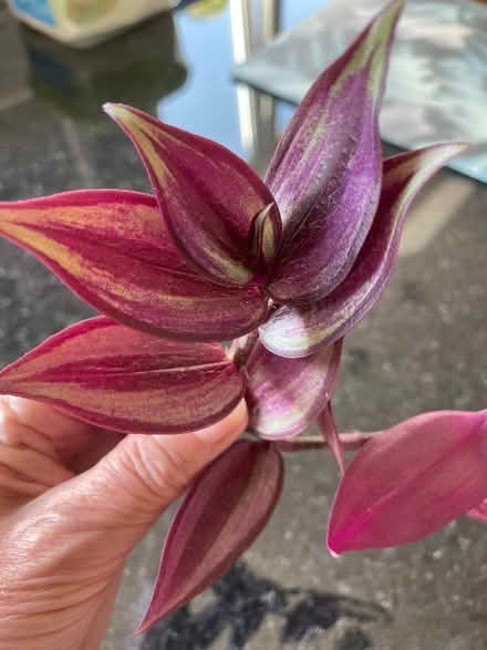 Photo of free Indoor plant cuttings (Foxhayes EX4) #1