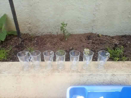 Photo of free Gaelic coffee glasses (Saltash PL12) #1
