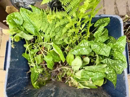 Photo of free Pulmonaria Plants (Two Dales DE4) #2