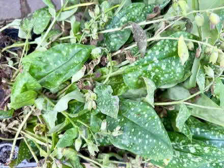 Photo of free Pulmonaria Plants (Two Dales DE4) #1
