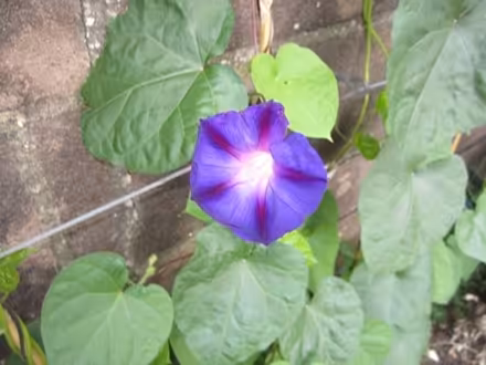 Photo of free Morning Glory seedlings (Portslade) #2