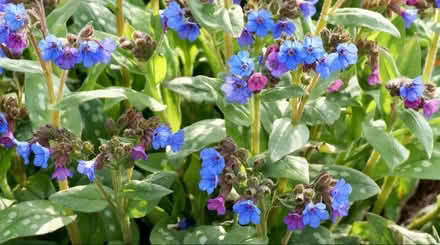 Photo of free Pulmonaria Plants (Two Dales DE4) #3