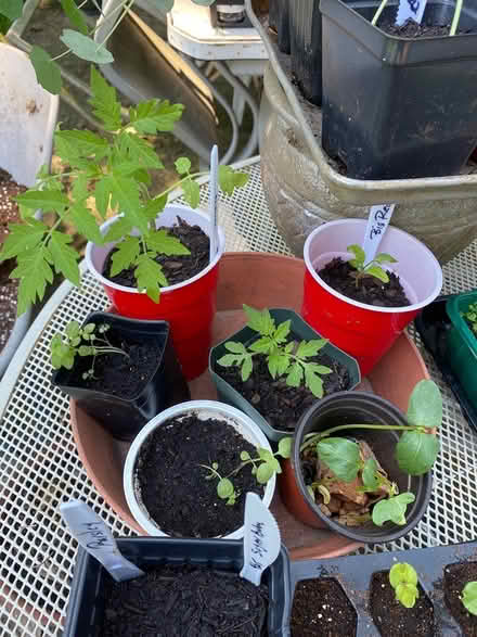 Photo of free Seedlings (Hyattsville, MD) #3