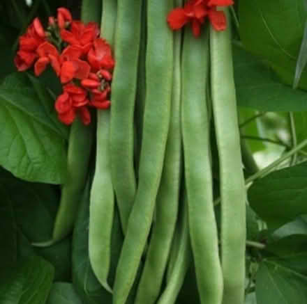 Photo of Runner bean / French bean seeds (Tooting SW17) #1