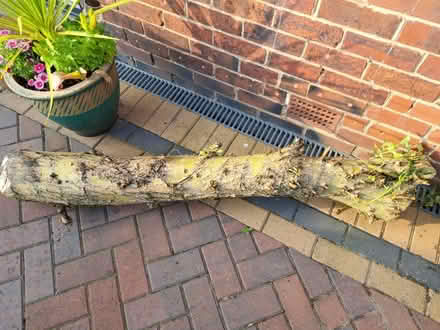 Photo of free Wood (LS5) #1