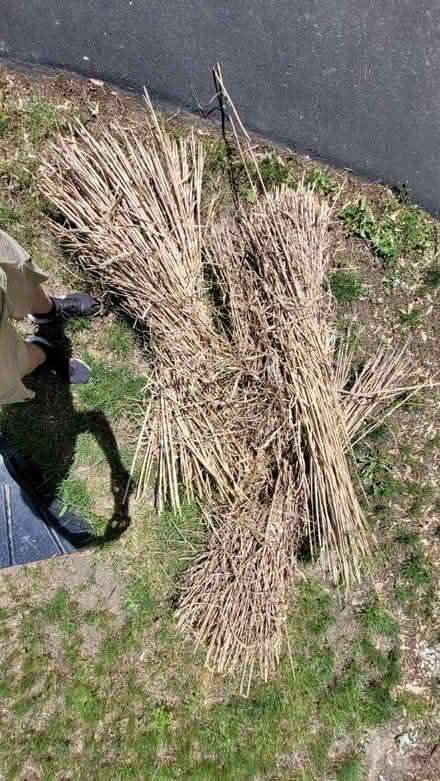 Photo of free Garden Straw (West side unincorporated area) #2
