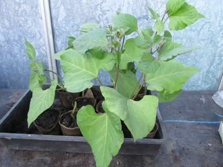 Photo of free Nine runner bean plants (Top Amersham HP6) #1