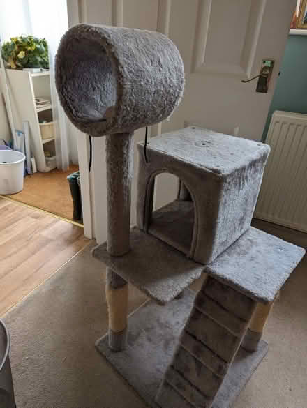 Photo of free A cat climbing tree (Chapel-en-le-Frith SK23) #1