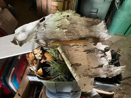 Photo of free birch bark (Groton)