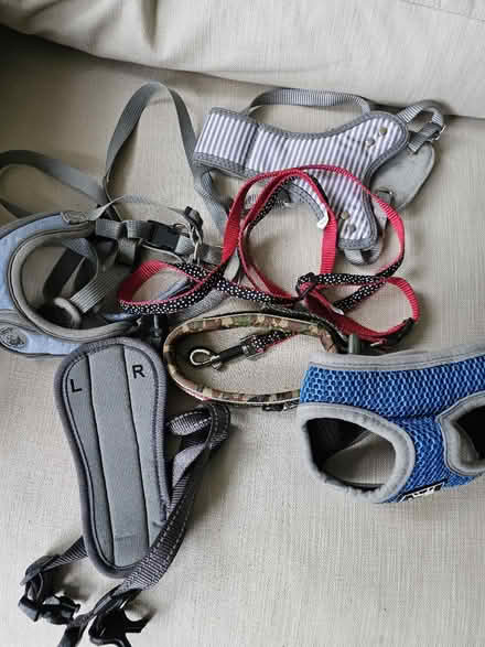 Photo of free Puppy or small dog harnesses/leads (B13, Billesley) #1