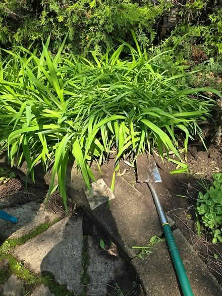 Photo of free Orange daylilies (Vanier north) #1