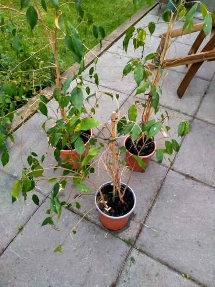Photo of free House plants (Moor End Green B24) #1