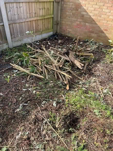 Photo of free Firewood (Southminster CM0) #1