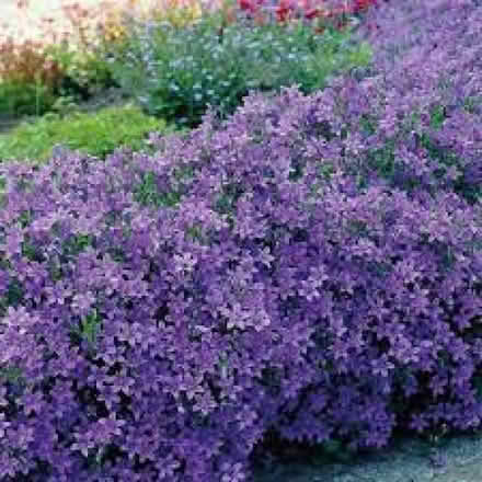 Photo of Clump of Bellflowers (CT11) #2