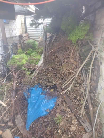 Photo of free Wood, branches/trees for burning (Darlington)