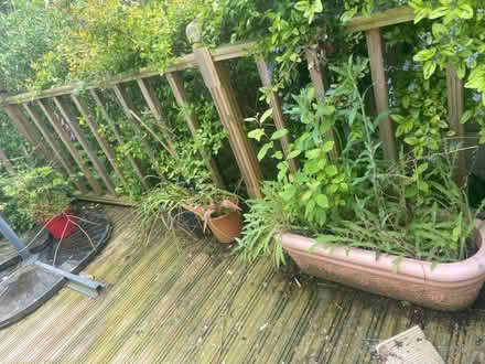 Photo of free Planters inc plants (Billericay) #1