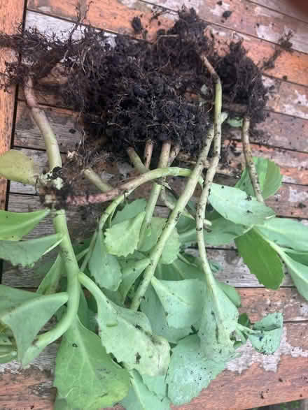 Photo of free Red Stonecrop Sedum Cuttings (Treeton S60) #1