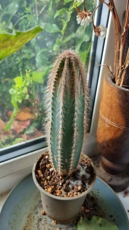Photo of free 4x houseplants to go (Garden City OX5) #3