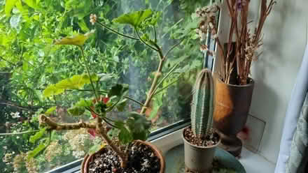 Photo of free 4x houseplants to go (Garden City OX5) #2