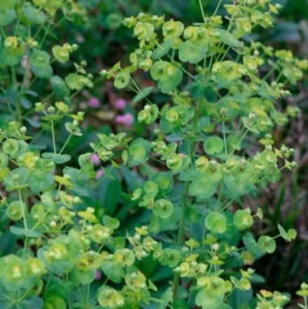 Photo of free Plants (Stonehaven AB39) #2