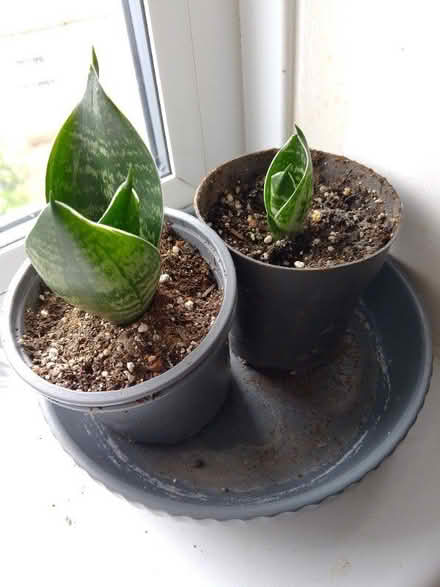 Photo of free 4x houseplants to go (Garden City OX5) #4