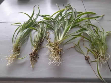 Photo of free Bare-rooted spider plants (Waverton CH3) #1
