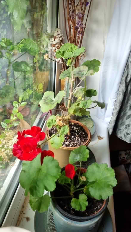 Photo of free 4x houseplants to go (Garden City OX5) #1