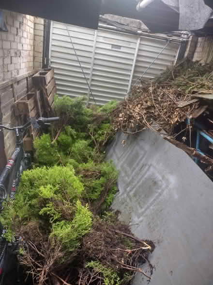 Photo of free Wood, branches/trees for burning (Darlington)