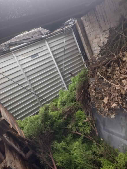 Photo of free Wood, branches/trees for burning (Darlington)