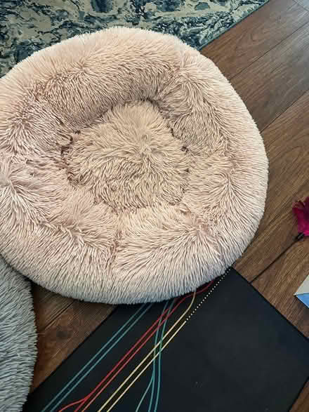 Photo of free Cat beds and tower (Cupertino) #3