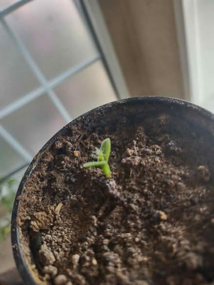 Photo of free Plants Veggie and House (Central and Atrisco) #3