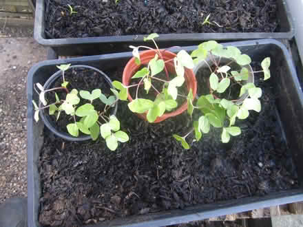 Photo of free Morning Glory seedlings (Portslade) #3