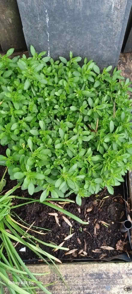 Photo of free Some sort off herb not sure what (DE56 neather heage) #1