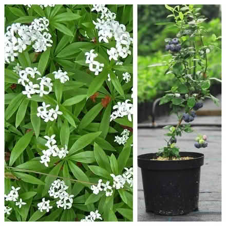 Photo of Sweet Woodruff and Blueberry plant (Headington, OX3) #1