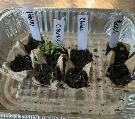 Photo of free Seedlings: Cilantro, Basil, chives (Morristown, New Jersey) #1