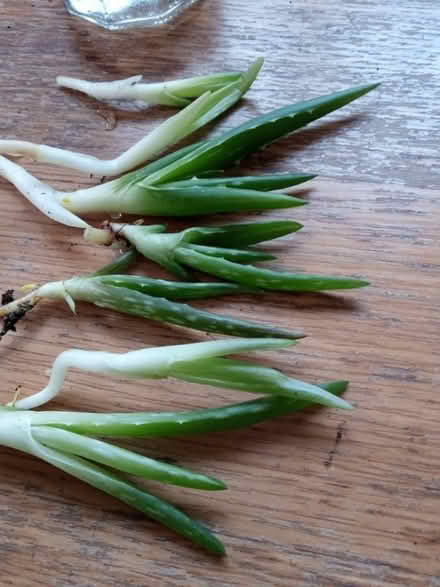 Photo of free Aloe Vera babies (Llandrindod LD1) #1