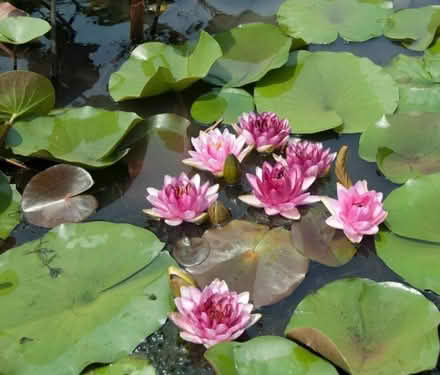 Photo of Pond Plants (Intake S12) #1