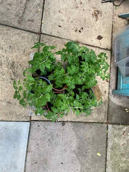 Photo of free Tomato plants (London SE20) #1