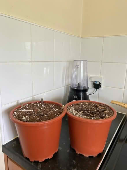 Photo of free Pots with soil. RM13 8TP (Rainham) #1