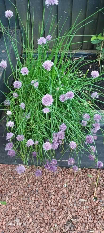 Photo of free Chive (DE56 neather heage) #1