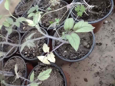 Photo of free Plants Veggie and House (Central and Atrisco) #2