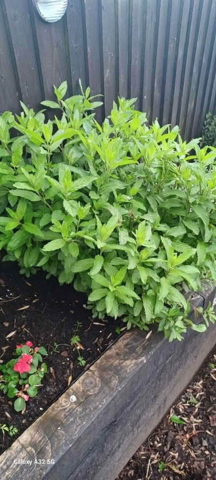 Photo of free Spearmint (DE56 neather heage) #1