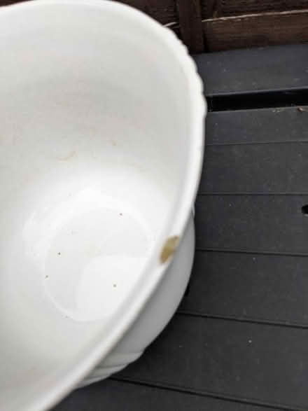 Photo of free Plant pot (Lower Sydenham) #2