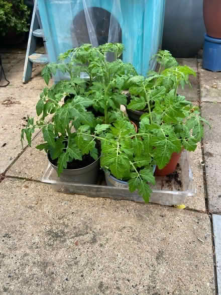 Photo of free Tomato plants (London SE20) #2