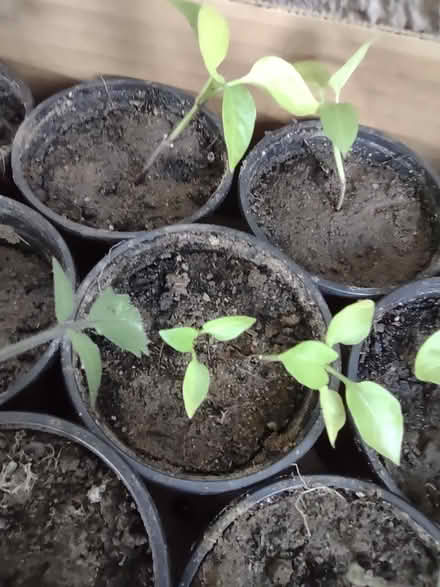 Photo of free Plants Veggie and House (Central and Atrisco) #4