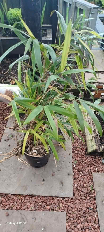 Photo of free Bamboo (DE56 neather heage) #1