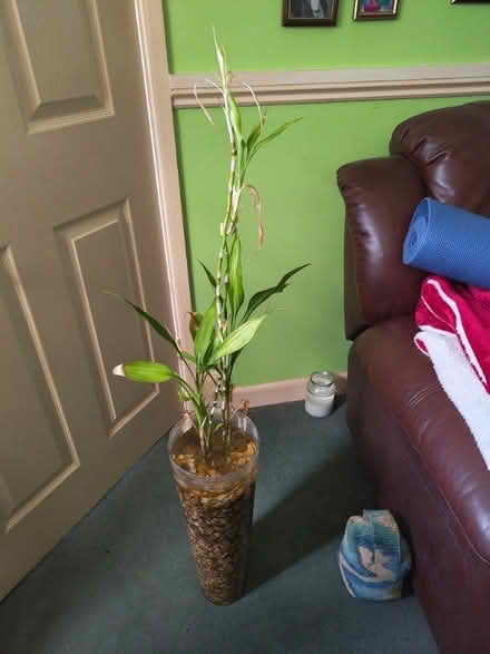 Photo of free Bamboo, Various Sizes with pot and gravel (Locks Heath SO31) #1