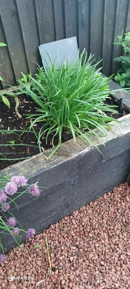 Photo of free Garlic chive (DE56 neather heage) #1